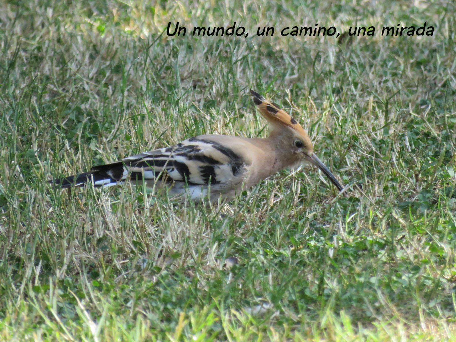 sevilla-parque-alamillo-abubilla