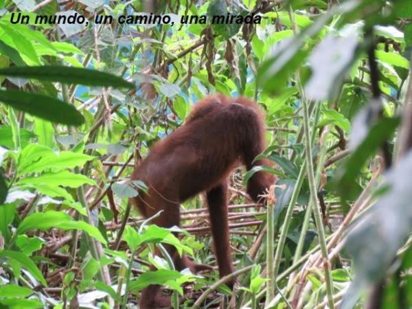 Centros de rehabilitación del orangután en el Borneo&nbsp;Malayo