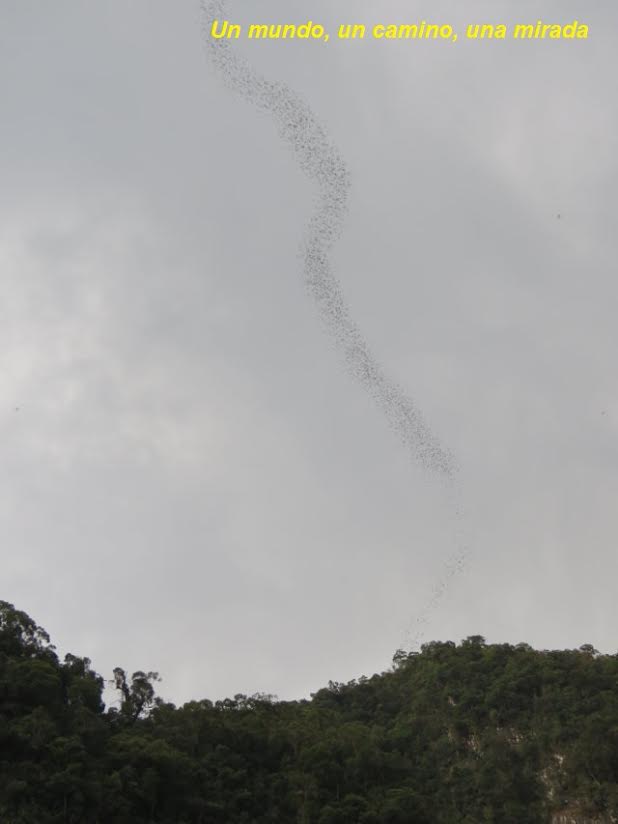éxodo de murciélagos