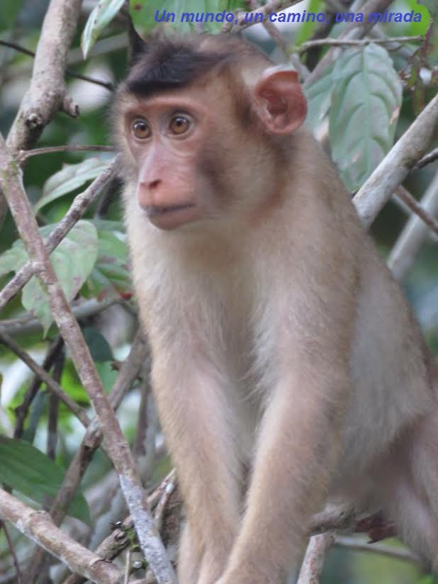 macaco de cola de cerdo