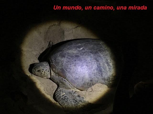 tortuga desovando
