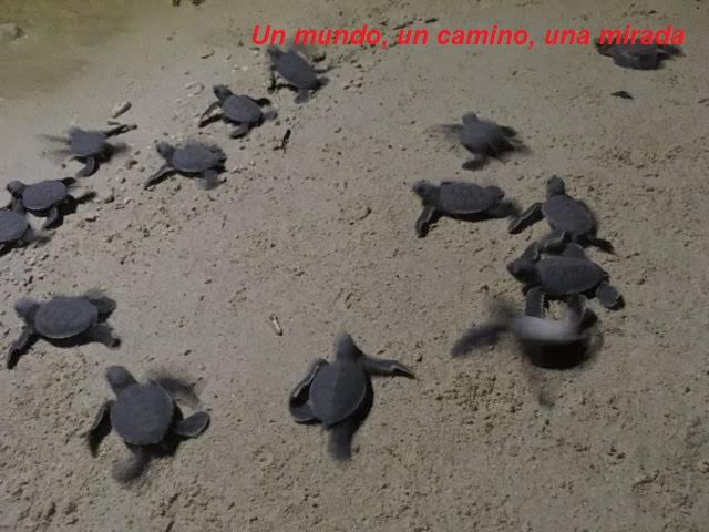 tortuguitas