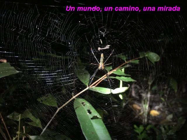 araña