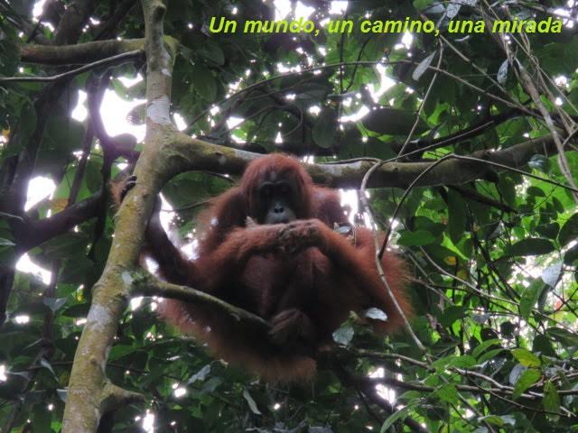 Mamá orangután