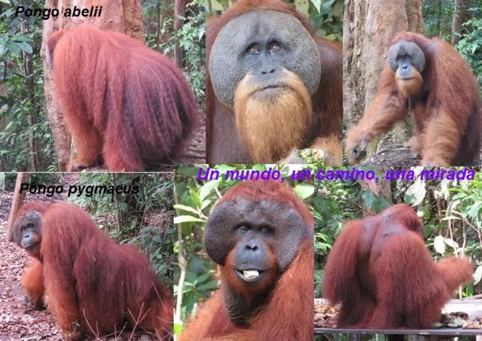 orangutanes