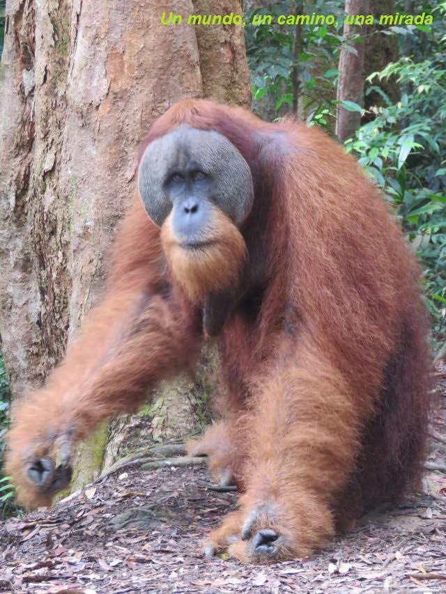 orangután