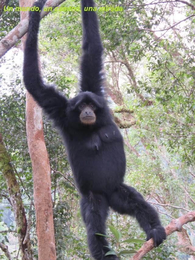 siamang