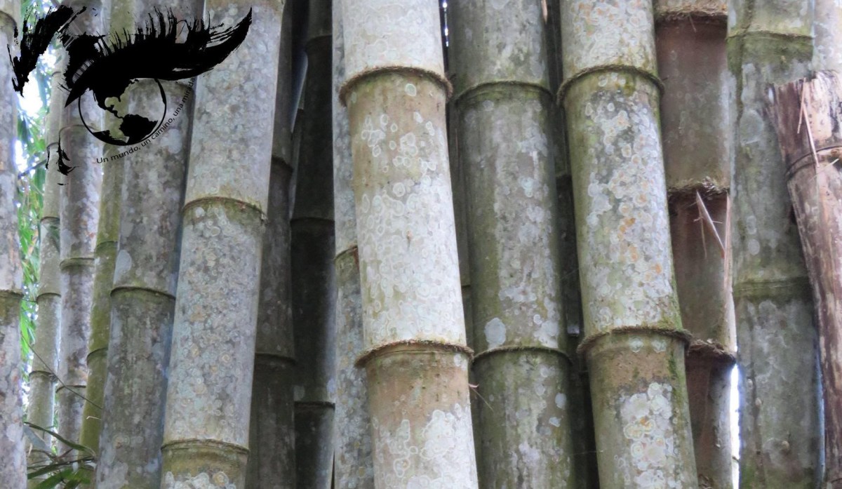 Recomendaciones de viaje – Papúa Occidental y&nbsp;Sulawesi