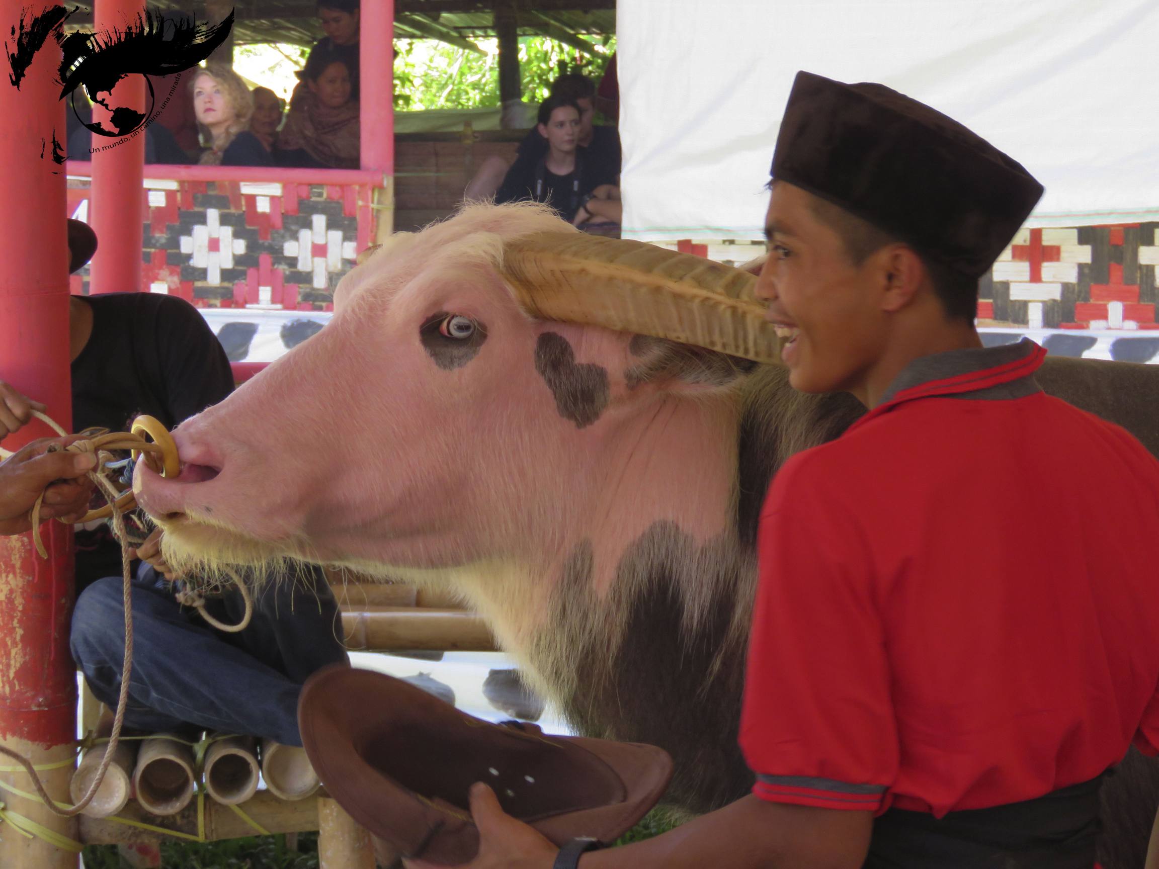 resized_bufalo perfecto