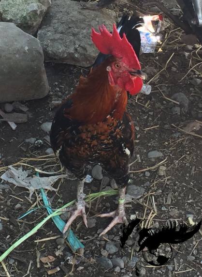 resized_gallo maximo