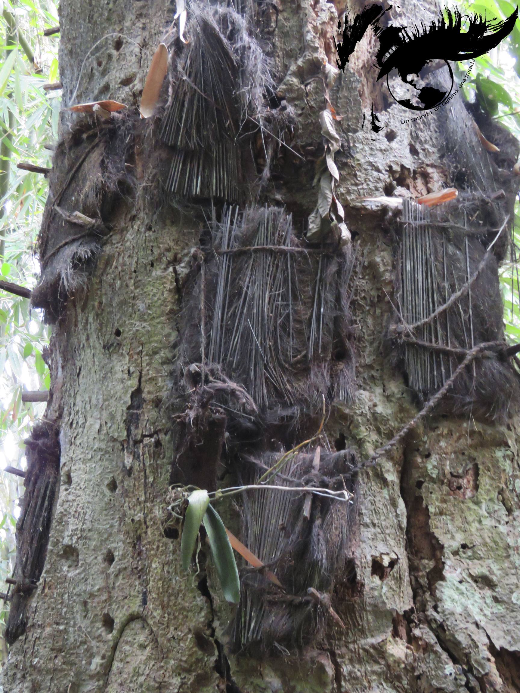 resized_tumbas bebes