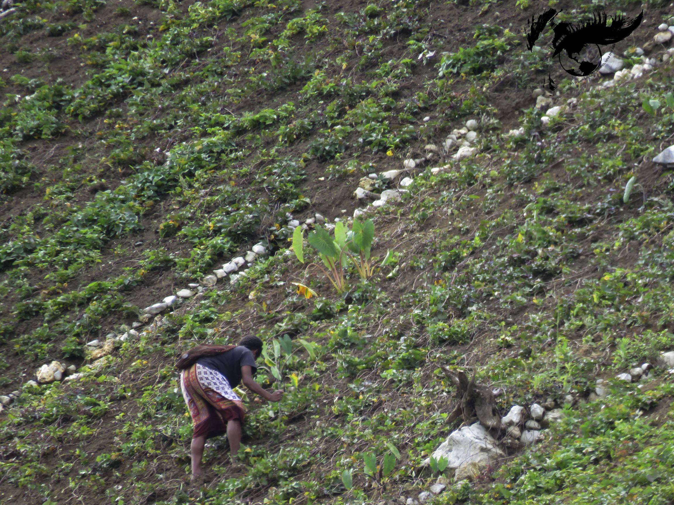 resized_señora trabajando ok