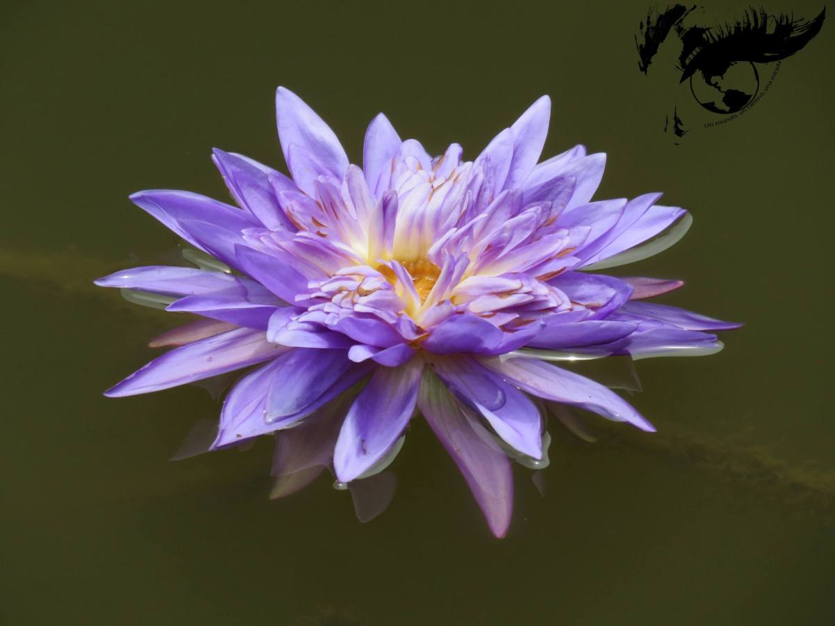 Lo que + nos gustó y lo que -. Singapur e Indonesia (Sulawesi y Papúa&nbsp;Occidental)