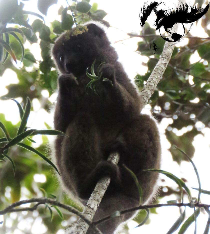 lemur bambu
