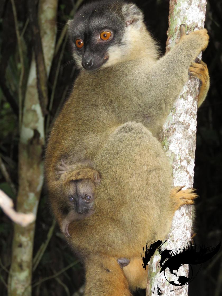 lemur marron