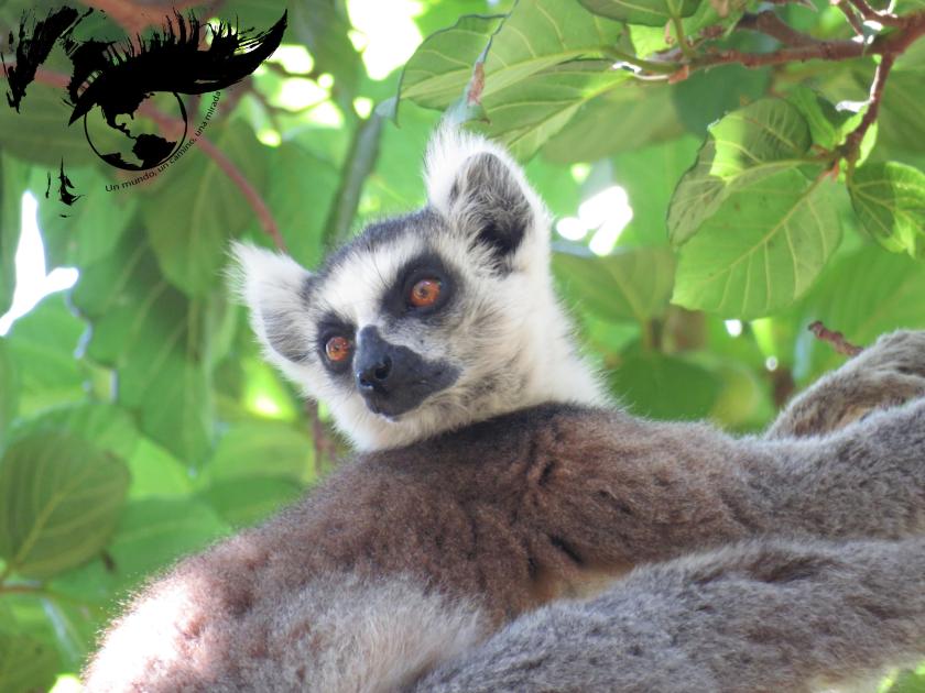 lémur