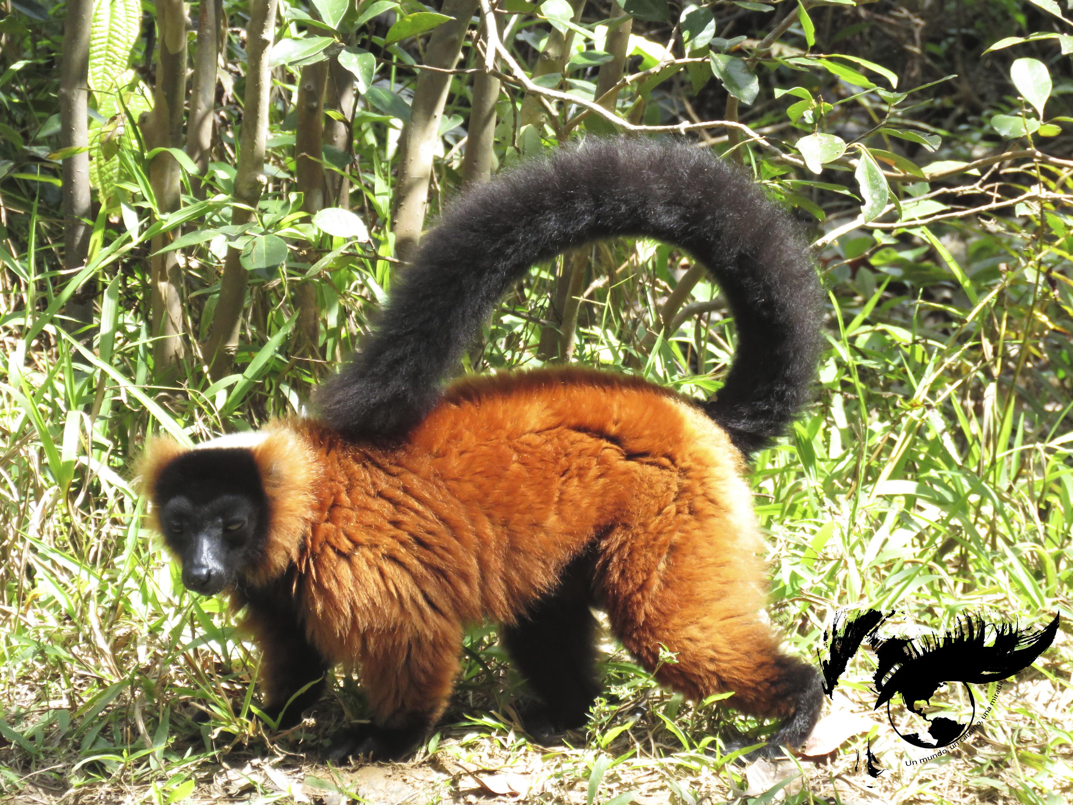 lemur rojo