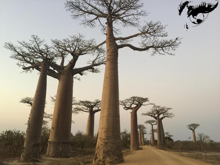 avenida baobabs