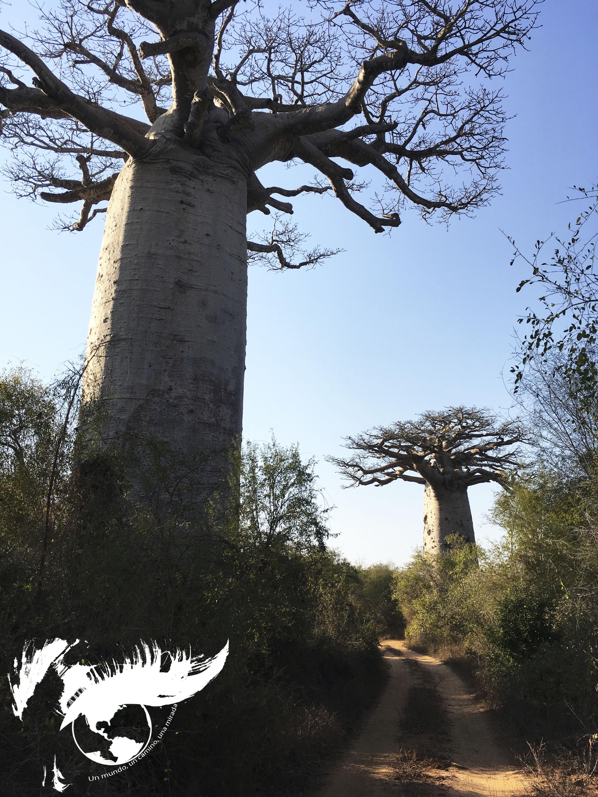 baobab camino