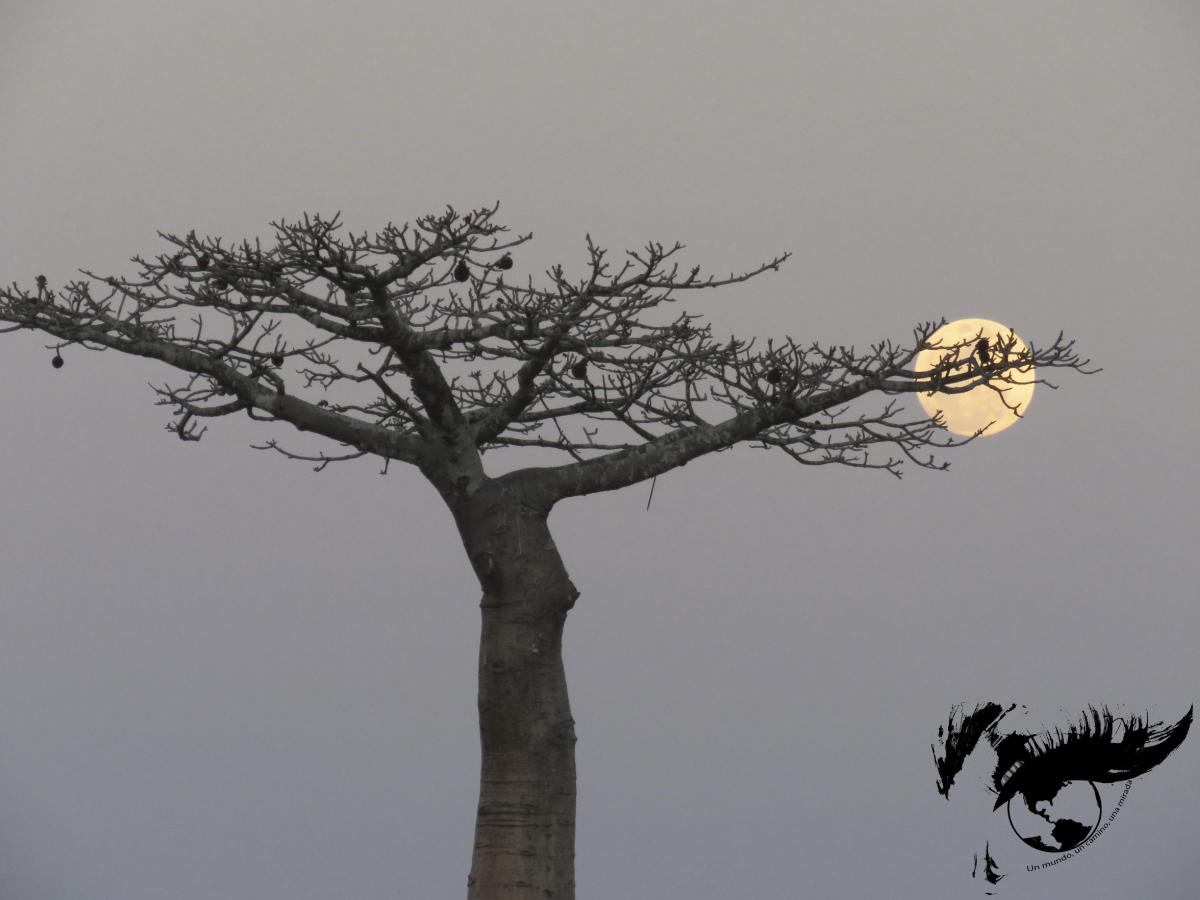 Playas de Madagascar – Morondava, Belo sur Mer e&nbsp;Ifaty